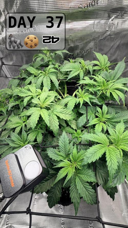 Gorilla Cookies Auto - First grow. Week 5