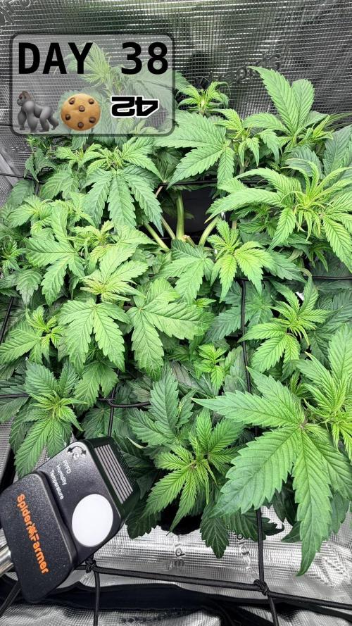 Gorilla Cookies Auto - First grow. Week 5
