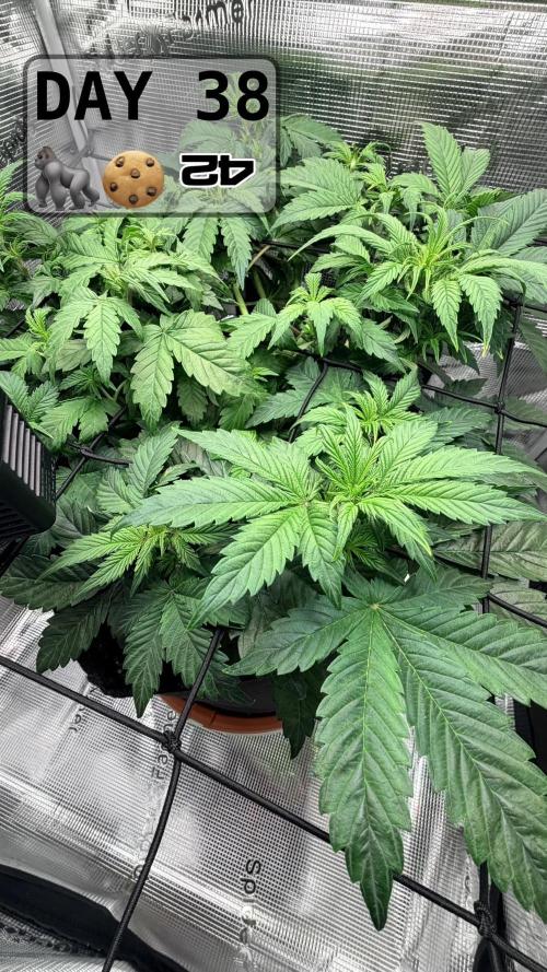 Gorilla Cookies Auto - First grow. Week 5