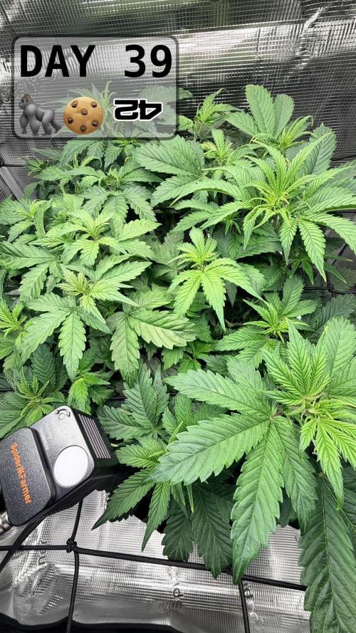 Gorilla Cookies Auto - First grow. Week 5