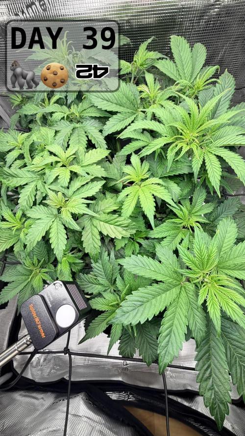 Gorilla Cookies Auto - First grow. Week 5