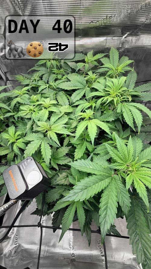 Gorilla Cookies Auto - First grow. Week 5