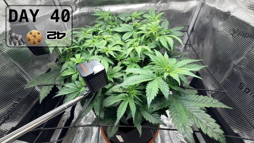 Gorilla Cookies Auto - First grow. Week 5