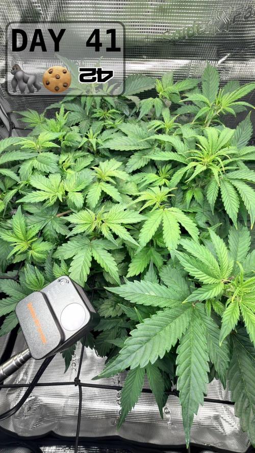 Gorilla Cookies Auto - First grow. Week 5