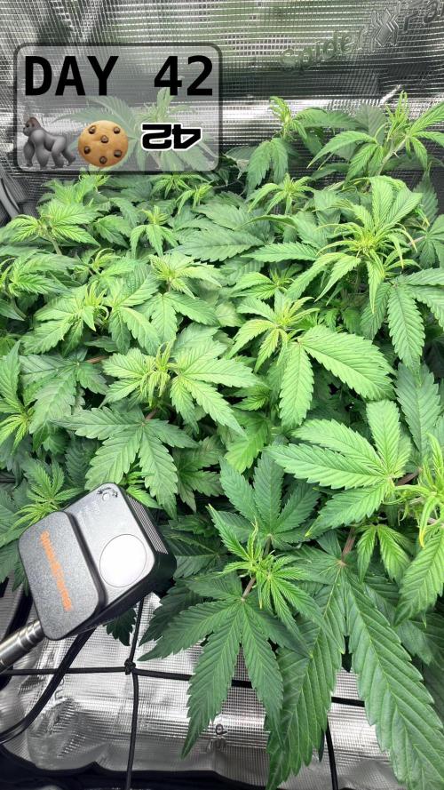 Gorilla Cookies Auto - First grow. Week 5