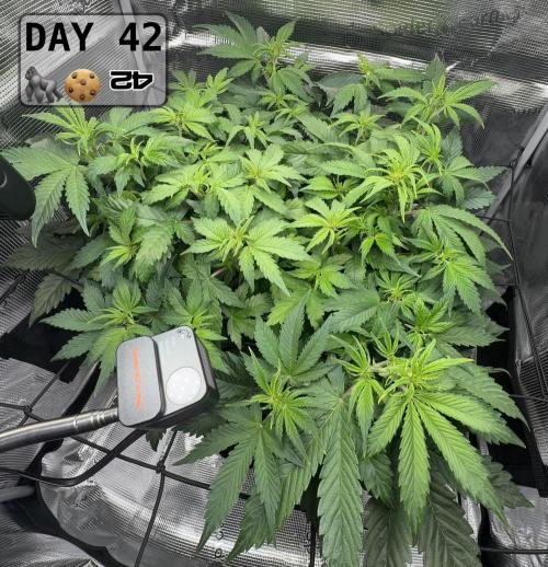 Gorilla Cookies Auto - First grow. Week 5