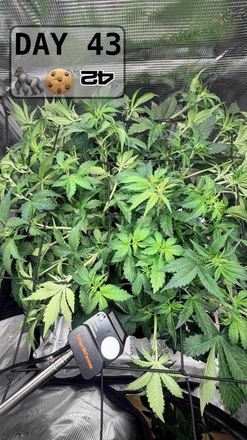 Gorilla Cookies Auto - First grow. Week 6