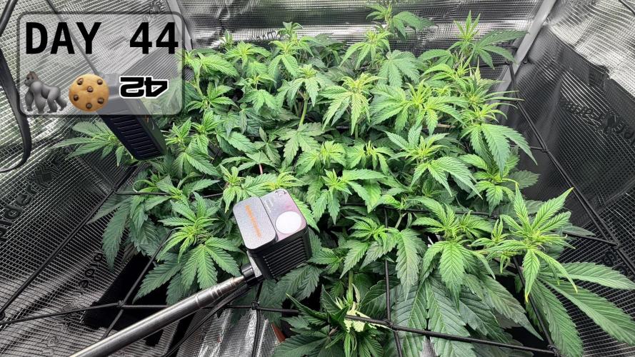 Gorilla Cookies Auto - First grow. Week 6