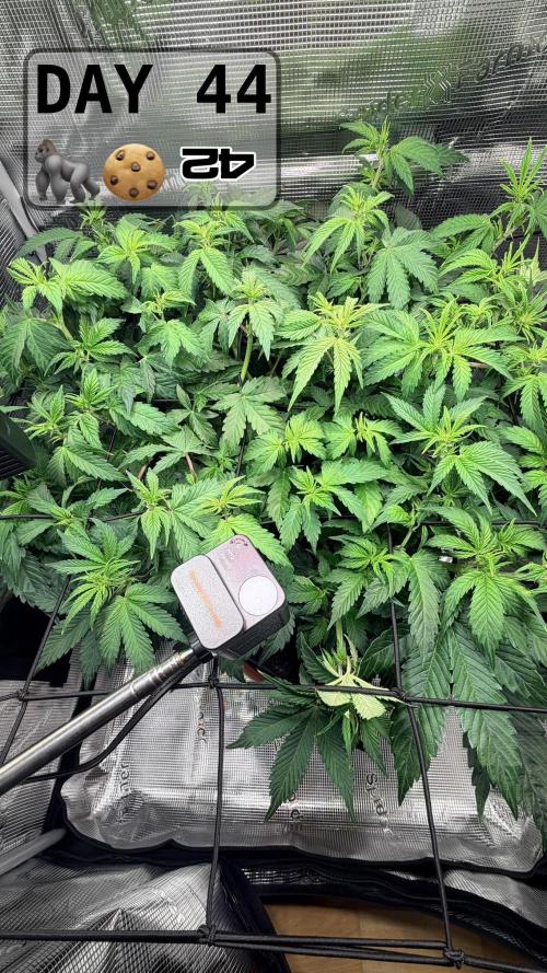 Gorilla Cookies Auto - First grow. Week 6