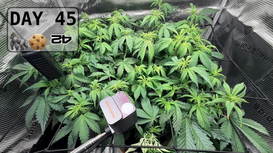 Gorilla Cookies Auto - First grow. Week 6