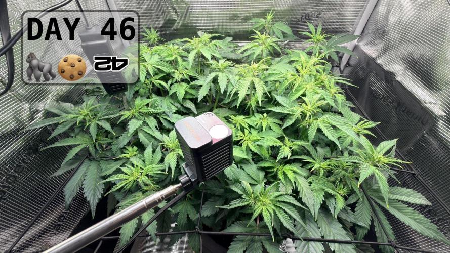 Gorilla Cookies Auto - First grow. Week 6