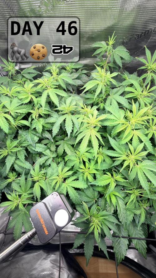 Gorilla Cookies Auto - First grow. Week 6