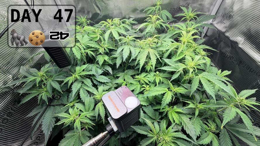 Gorilla Cookies Auto - First grow. Week 6