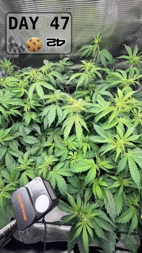 Gorilla Cookies Auto - First grow. Week 6