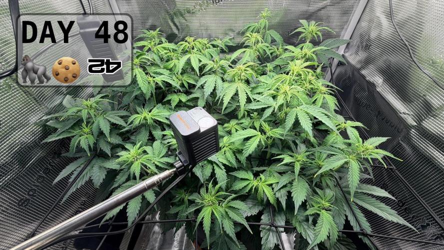 Gorilla Cookies Auto - First grow. Week 6