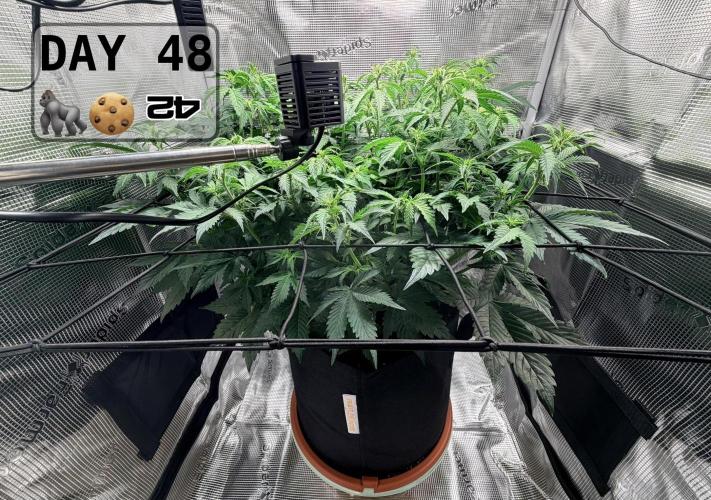 Gorilla Cookies Auto - First grow. Week 6