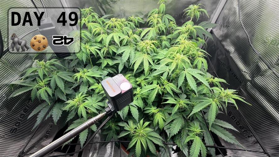 Gorilla Cookies Auto - First grow. Week 6