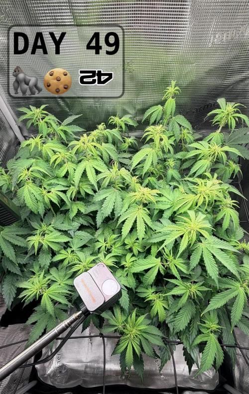 Gorilla Cookies Auto - First grow. Week 6