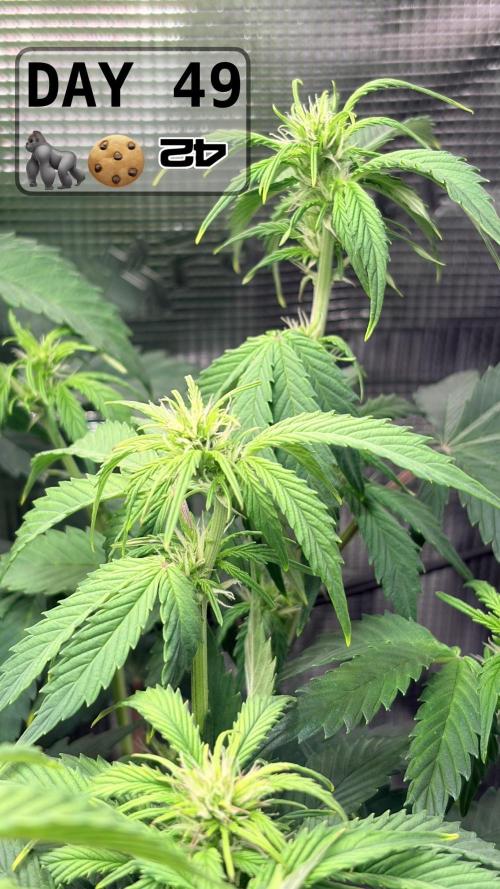 Gorilla Cookies Auto - First grow. Week 6