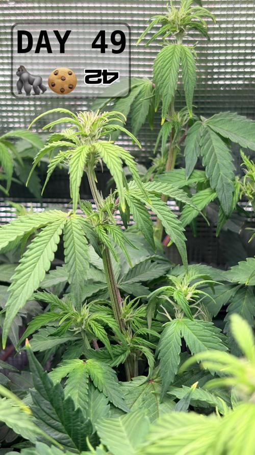 Gorilla Cookies Auto - First grow. Week 6