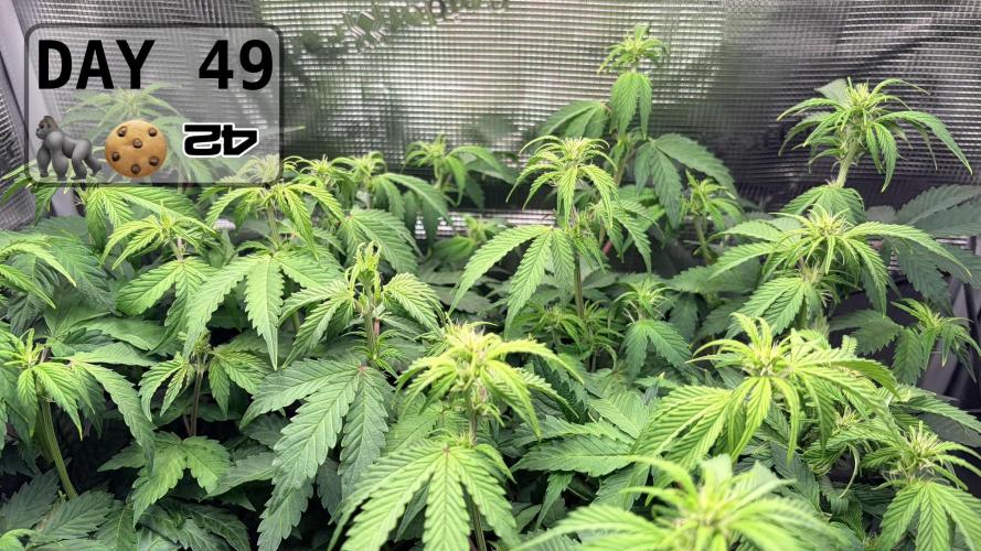 Gorilla Cookies Auto - First grow. Week 6