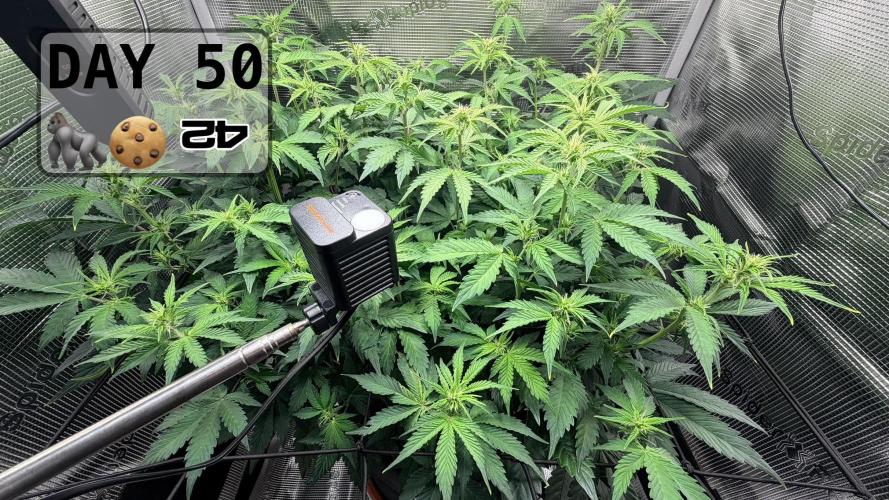 Gorilla Cookies Auto - First grow. Week 7