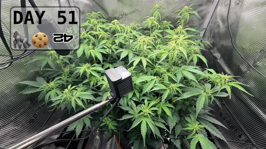 Gorilla Cookies Auto - First grow. Week 7