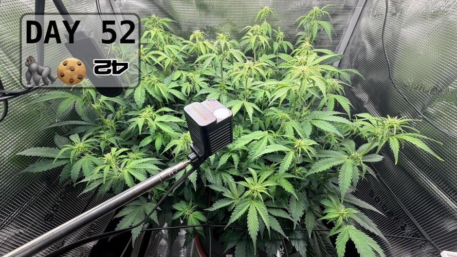 Gorilla Cookies Auto - First grow. Week 7