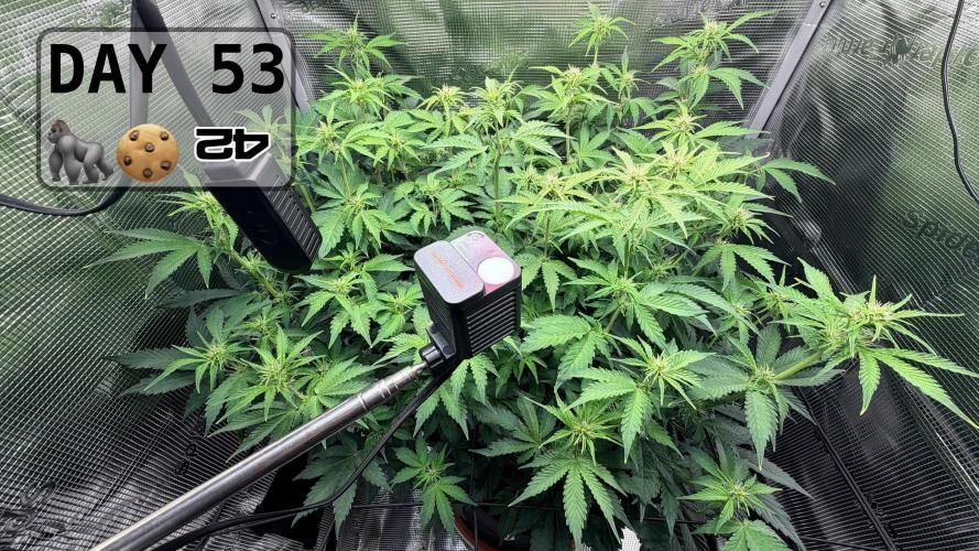 Gorilla Cookies Auto - First grow. Week 7