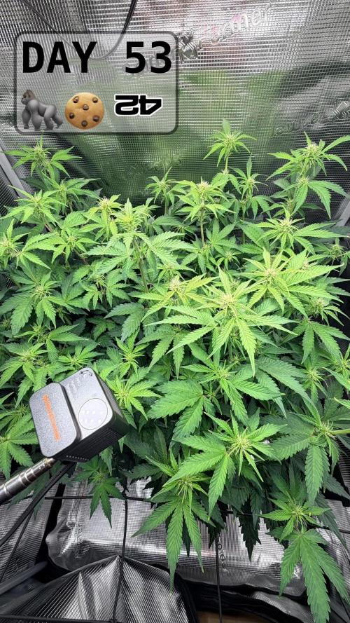 Gorilla Cookies Auto - First grow. Week 7