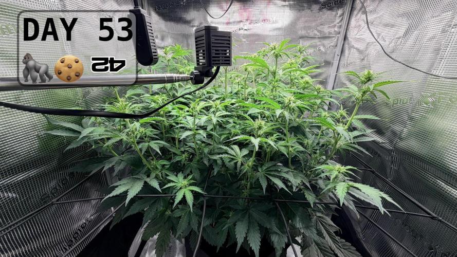 Gorilla Cookies Auto - First grow. Week 7