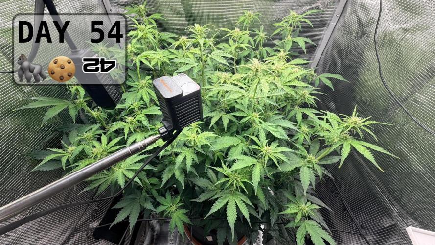 Gorilla Cookies Auto - First grow. Week 7