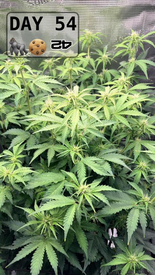 Gorilla Cookies Auto - First grow. Week 7