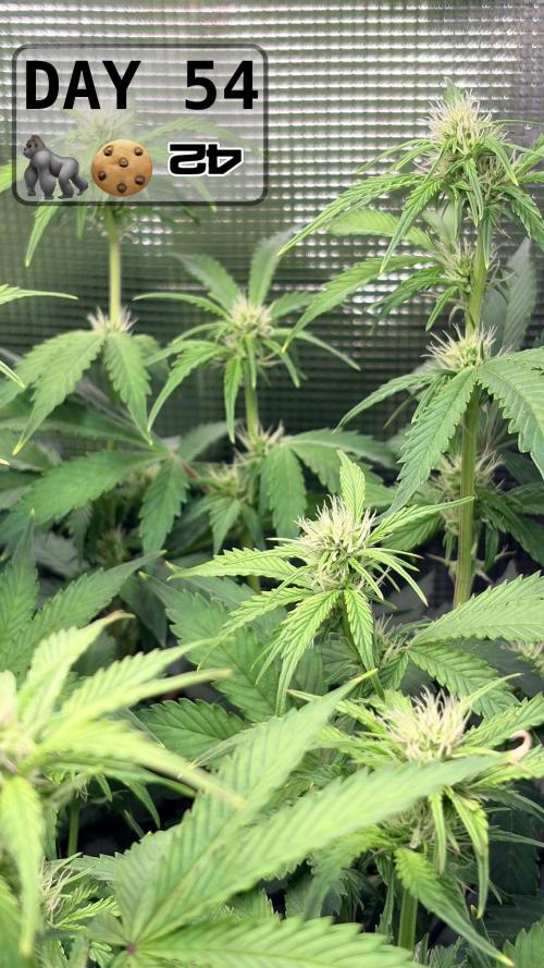 Gorilla Cookies Auto - First grow. Week 7
