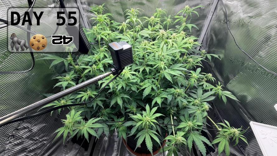 Gorilla Cookies Auto - First grow. Week 7