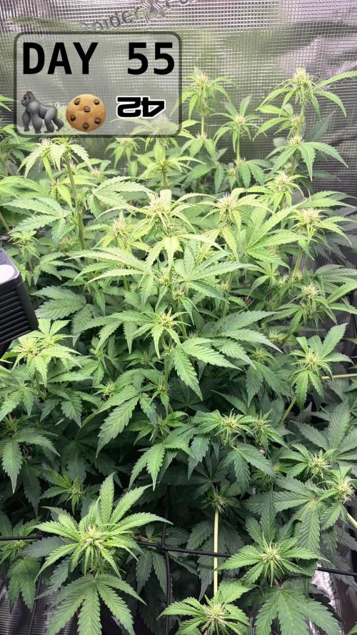 Gorilla Cookies Auto - First grow. Week 7