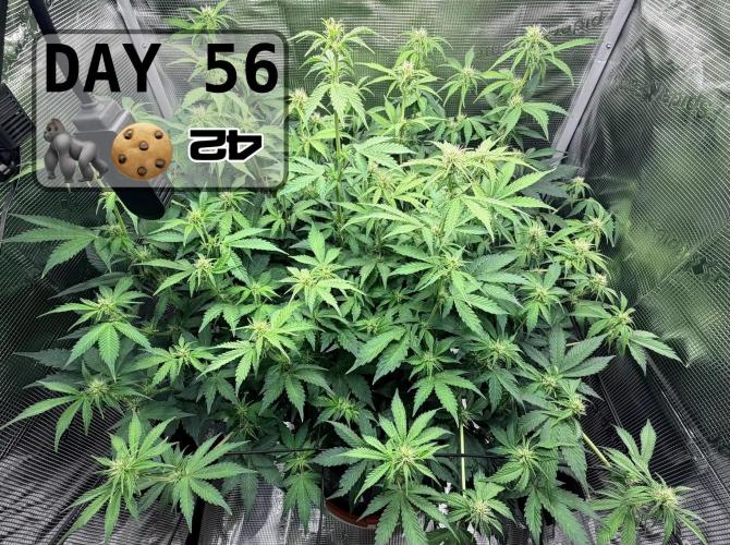 Gorilla Cookies Auto - First grow. Week 7
