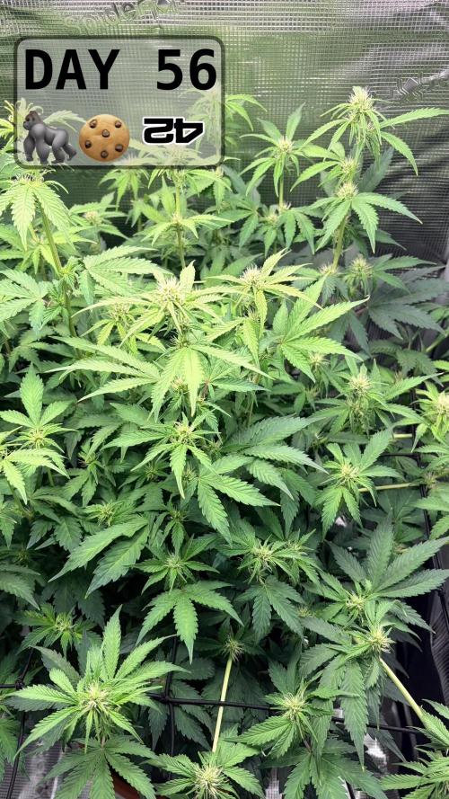 Gorilla Cookies Auto - First grow. Week 7