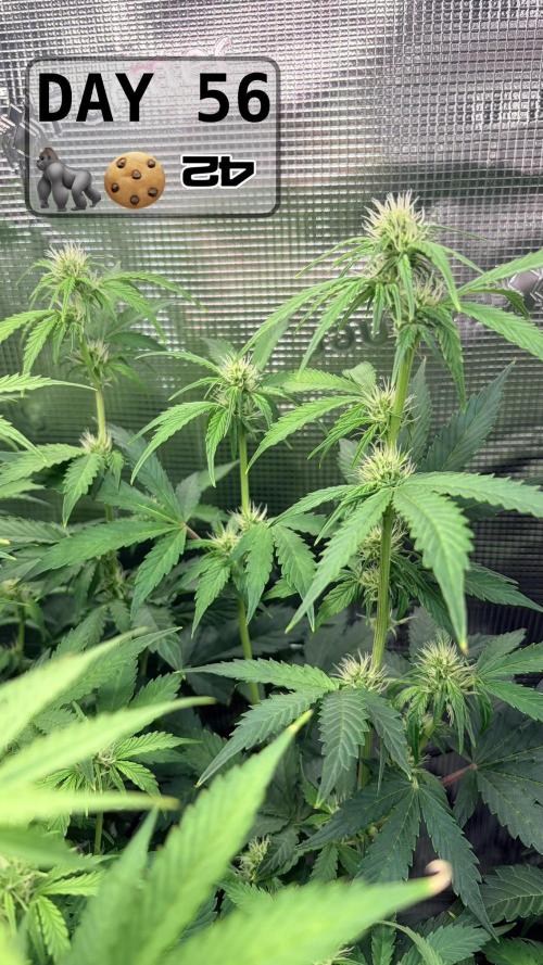 Gorilla Cookies Auto - First grow. Week 7