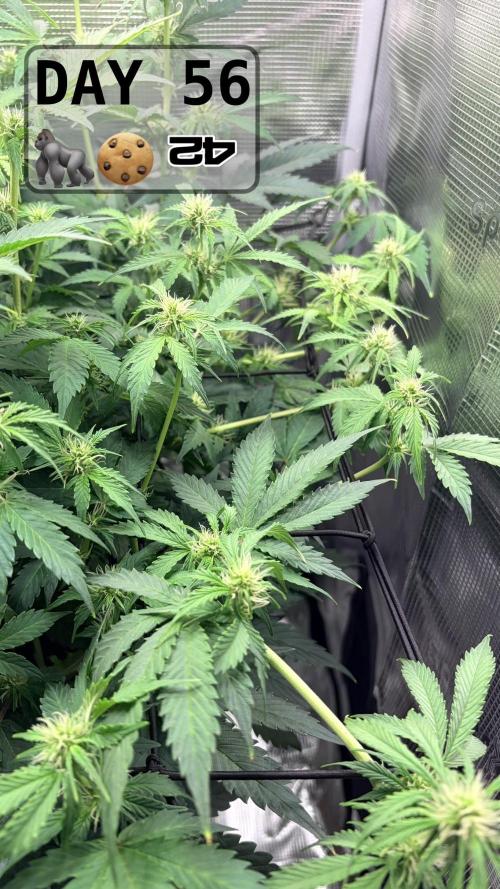 Gorilla Cookies Auto - First grow. Week 7