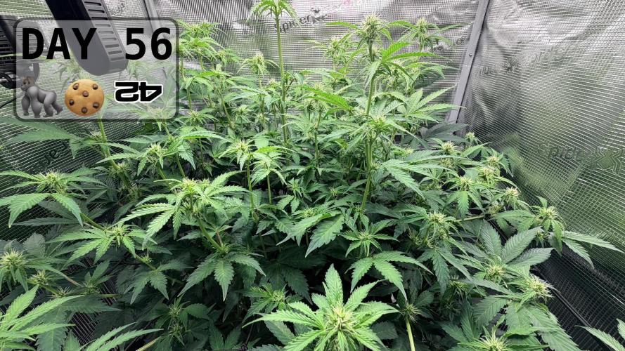 Gorilla Cookies Auto - First grow. Week 7