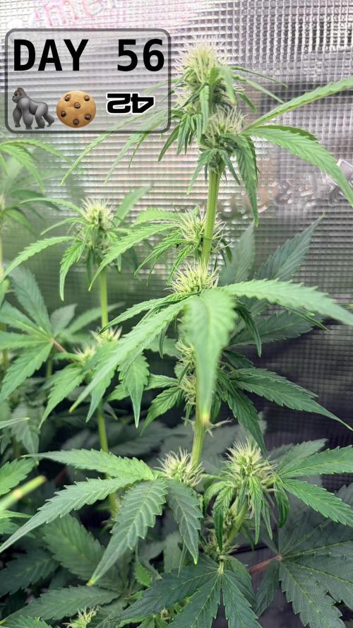 Gorilla Cookies Auto - First grow. Week 7