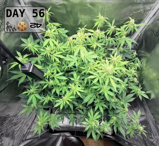 Gorilla Cookies Auto - First grow. Week 7
