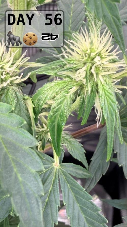 Gorilla Cookies Auto - First grow. Week 7