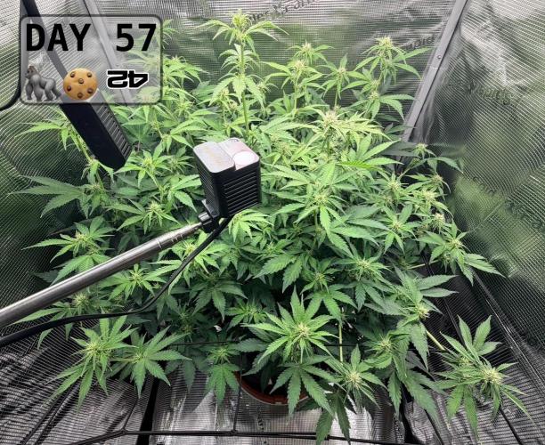 Gorilla Cookies Auto - First grow. Week 8