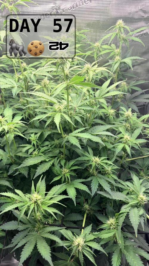 Gorilla Cookies Auto - First grow. Week 8