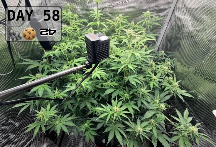 Gorilla Cookies Auto - First grow. Week 8