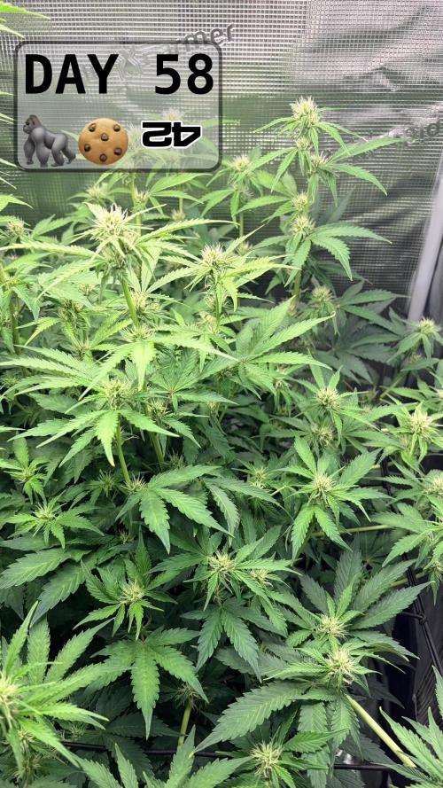 Gorilla Cookies Auto - First grow. Week 8