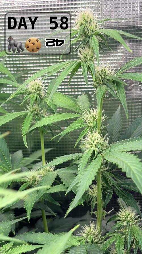 Gorilla Cookies Auto - First grow. Week 8