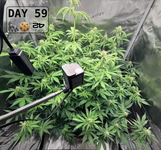 Gorilla Cookies Auto - First grow. Week 8